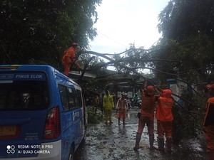 Angkot JakLingko Tertimpa Pohon Tumbang di Cakung Jaktim