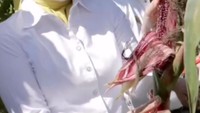 Kedekatannya kepada pelaku UMKM dan petani lokal juga sering terlihat. Sosoknya pernah membantu memanen jagung dari kebun yang ditemani 9 jenis sayur mayur. Foto: Instagram/ataliapr