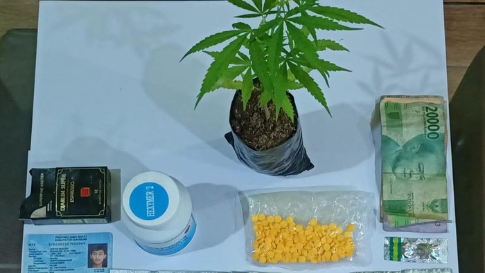Barang bukti pohon ganja yang ditanam pedagang kacang Arab di Sukabumi