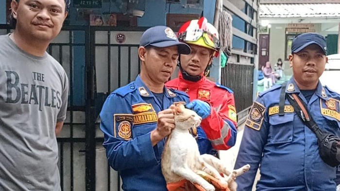 Damkar Bogor mengevakuasi kucing oyen yang kerap cakar dan gigit warga di Stadion Pakansari.