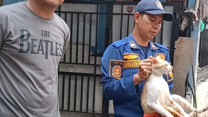 Damkar Bogor mengevakuasi kucing oyen yang kerap cakar dan gigit warga di Stadion Pakansari