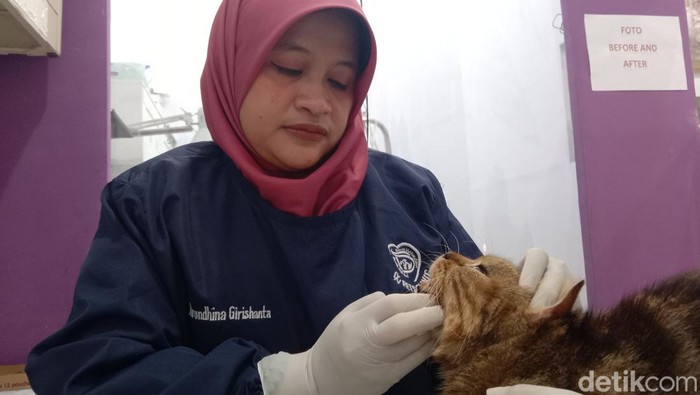 Dokter pemeriksaan kucing yang diduga terserang virus di Kabupaten Indramayu