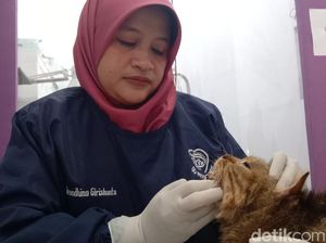 4 Virus yang Serang Kucing di Pancaroba, Ada yang Sangat Fatal!