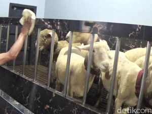 Penampakan Kandang Domba Mewah di Banjarnegara, Dindingnya Pakai Granit