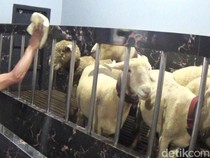 Mengintip Kandang Domba Seharga Rp500 Juta di Banjarnegara