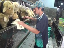 Peternak Banjarnegara Bikin Kandang Domba Mewah, Dindingnya Pakai Granit!