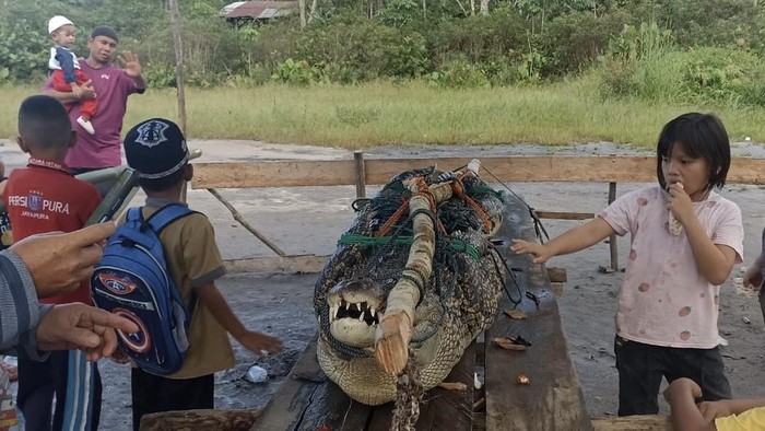 Penampakan buaya 2,5 meter yang berhasil ditangkap warga Pangkalpinang.