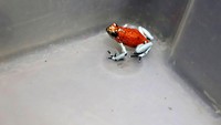 Katak beracun yang disita itu akan diperdagangkan ke Brasil.