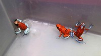 Katak beracun yang disita itu sebanyak 130 ekor.