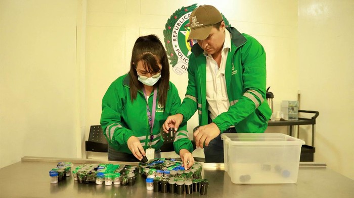 Penampakan Katak Beracun yang Diamankan Polisi Kolombia Polisi Kolombia menyita 130 katak beracun yang akan diperdagangkan ke Brasil. Seratusan katak beracun itu diamankan di Bandara Internasional El Dorado.