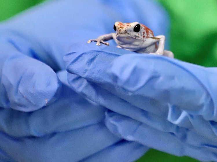 Penampakan Katak Beracun yang Diamankan Polisi Kolombia