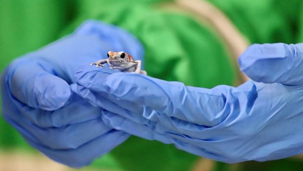 Polisi Kolombia menyita 130 katak beracun yang akan diperdagangkan ke Brasil. Seratusan katak beracun itu diamankan di Bandara Internasional El Dorado.