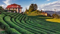 Wilayah Laut Hitam terkenal dengan produksi teh di kebun teh nan hijau yang menyegarkan mata. Teh di Turki lebih dari sekedar minuman biasa, tapi sudah jadi bagian tak terpisahkan dari gaya hidup lokal. (dok. TGA)