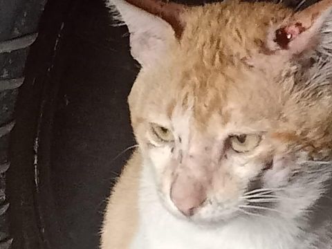 Petugas Damkar Kabupaten Bogor mengevakuasi kucing oyen yang kerap menggigit dan mencakar warga di sekitar Stadion Pakansari.
