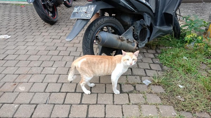 Petugas Damkar Kabupaten Bogor mengevakuasi kucing oyen yang kerap menggigit dan mencakar warga di sekitar Stadion Pakansari.