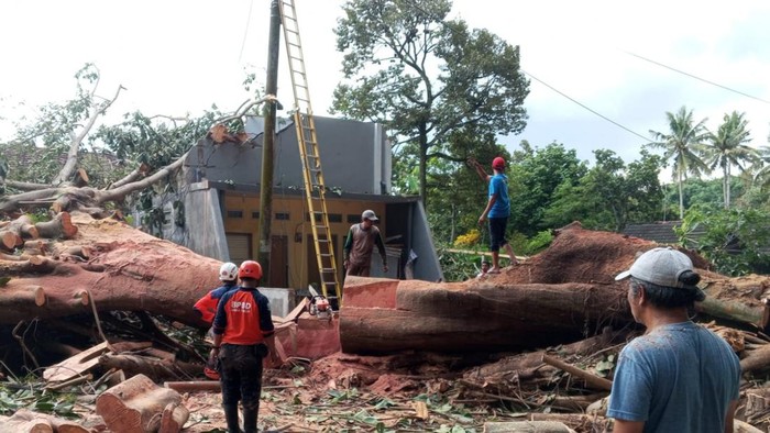 pohon tumbang timpa 2 rumah di Blitar