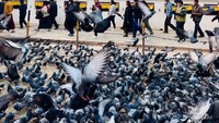 Boudanath, salah satu kuil yang cantik dengan ribuan burung dara