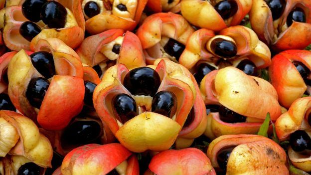 Walaupun Beracun dan Mematikan, 5 Makanan Ini Justru Digemari Banyak Orang