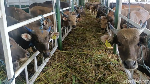550 ekor sapi sapi asal NTT saat diangkut ke Banjarmasin, Kalimantan Selatan, Rabu (31/1/2024). (Yufengki Bria/detikBali)