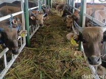 550 Sapi NTT Dikirim ke Kalimantan Selatan untuk Penuhi Kebutuhan Daging