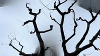 Diperkirakan pada tanggal 1 hingga 4 Februari akan terjadi hujan beku di beberapa wilayah seperti, Henan, Hubei, Anhui, Jiangsu, Shandong, Hunan, Guizhou dan Chongqing.