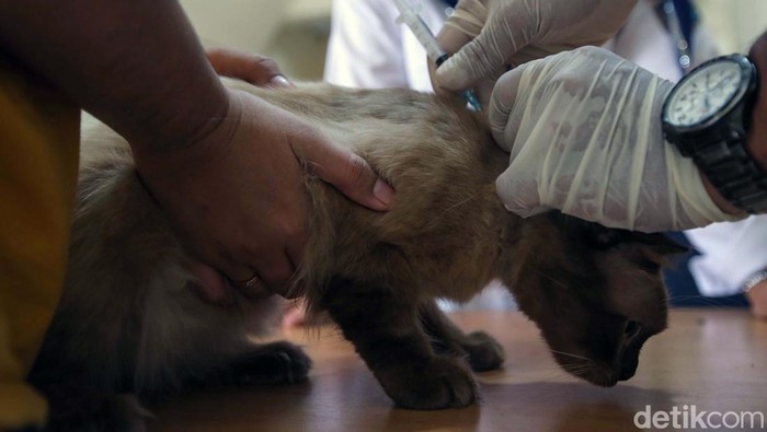 Vaksinasi rabies untuk hewan peliharaan digelar di Cipulir, Jakarta Selatan. Hari ini sebanyak 30 ekor kucing mendapatkan vaksin.