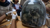 Vaksinasi ini ditujukan untuk kucing, anjing, kera dan musang. 