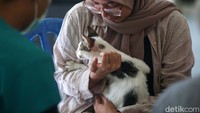 Sebanyak 30 ekor kucing mendapatkan vaksin rabies hari ini. 