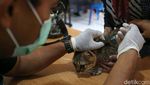 Biar Sehat, Si Meong Disuntik Vaksin Rabies