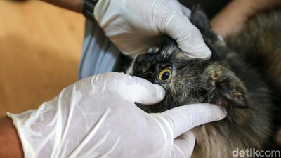 Biar Sehat, Si Meong Disuntik Vaksin Rabies