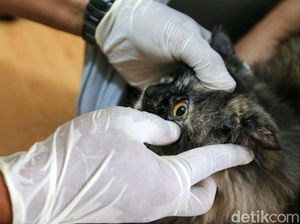 Biar Sehat, Si Meong Disuntik Vaksin Rabies