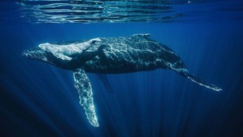 Karya Ricardo A. Nascimento. “Pemandangan induk paus bungkuk dan anaknya yang berharga meluncur di kedalaman laut yang sebening kristal. Anak sapi tersebut, yang baru berumur satu minggu, masih mempertahankan warna putih aslinya, mengingatkan pada hari kelahirannya.”Foto: International Photography Awards