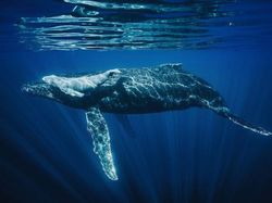 Foto Spektakuler Kontes Foto Internasional 2023 Bikin Terkesima