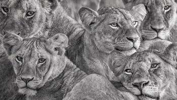 Karya Lakshitha Karunarathna. “Sekelompok singa betina Afrika dewasa dan sub-dewasa berkumpul bersama pada suatu pagi yang dingin dan suram di Cagar Alam Nasional Maasai Mara. Saat Matahari mulai terbit di depan kelompok yang mirip patung itu, mata mereka mulai berkilauan seperti bintang di atmosfer yang suram.” Foto: International Photography Awards