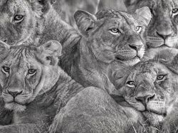 Foto Spektakuler Kontes Foto Internasional 2023 Bikin Terkesima