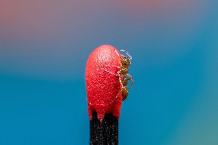 International Photography Awards 2023