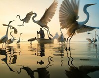 International Photography Awards 2023