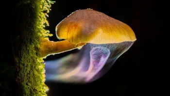 Topan Jamur Oleh Liu Yang Foto: International Photography Awards