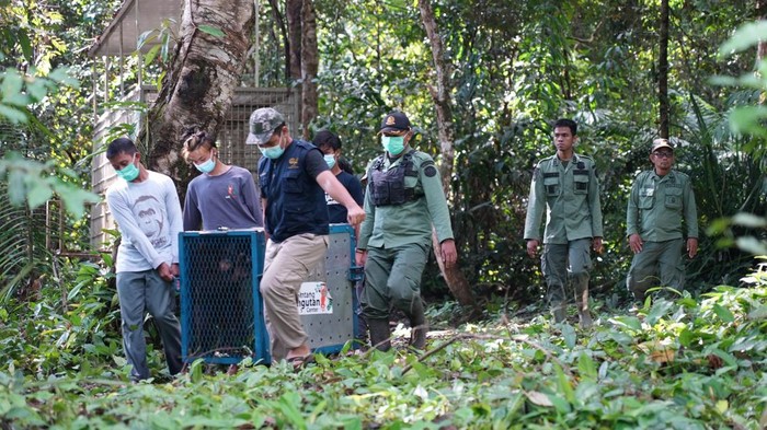 Proses pelepasliaran 2 orang utan