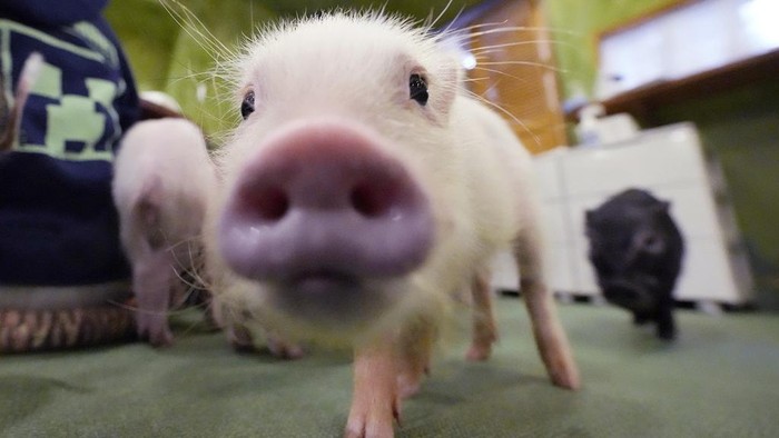 Customers play with micro pigs at a mipig cafe, Wednesday, Jan. 24, 2024, in Tokyo. The dozens of people at Tokyo’s Mipig Café on a recent morning were taking selfies and breaking into huge smiles. The pigs, a miniature breed, trotted about the room, looking for a cozy lap to cuddle up. Customers pay $15 for the first 30 minutes and a reservation is required. (AP Photo/Eugene Hoshiko)