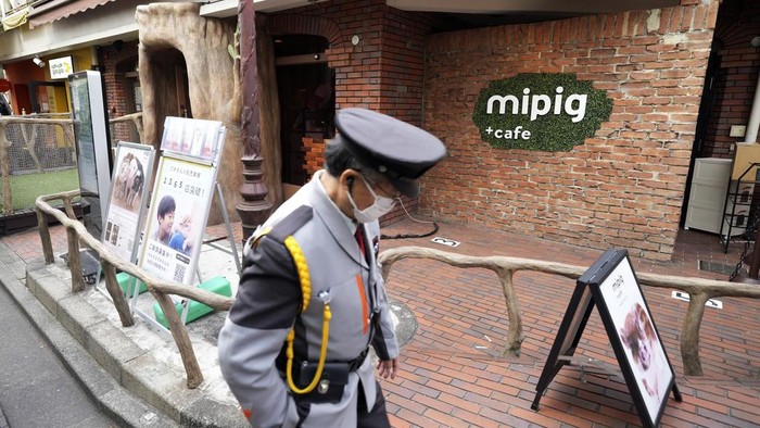Customers play with micro pigs at a mipig cafe, Wednesday, Jan. 24, 2024, in Tokyo. The dozens of people at Tokyo’s Mipig Café on a recent morning were taking selfies and breaking into huge smiles. The pigs, a miniature breed, trotted about the room, looking for a cozy lap to cuddle up. Customers pay $15 for the first 30 minutes and a reservation is required. (AP Photo/Eugene Hoshiko)