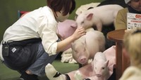 Seorang staf melihat babi mikro di kafe mipig, Tokyo, Jepang, Rabu (24/1/2024). Di sini, babi-babi mini berlari-lari dan berpelukan di pangkuan pengunjung, seringkali berakhir di tumpukan untuk meringkuk di tempat yang paling nyaman.