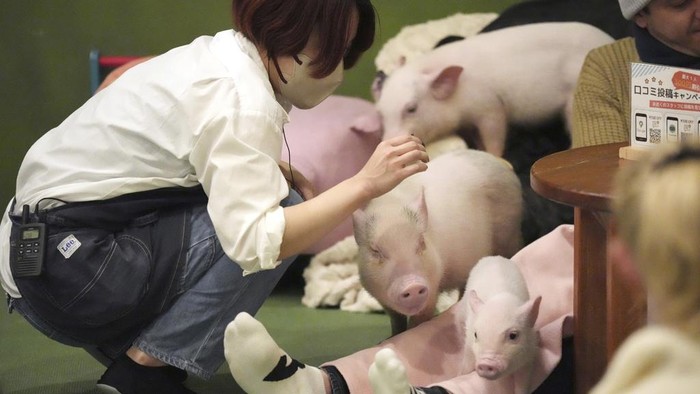 Customers play with micro pigs at a mipig cafe, Wednesday, Jan. 24, 2024, in Tokyo. The dozens of people at Tokyo’s Mipig Café on a recent morning were taking selfies and breaking into huge smiles. The pigs, a miniature breed, trotted about the room, looking for a cozy lap to cuddle up. Customers pay $15 for the first 30 minutes and a reservation is required. (AP Photo/Eugene Hoshiko)