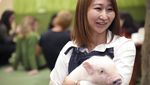 Unik, Kafe di Tokyo Hadirkan Babi-babi Mini untuk Teman Nongkrong