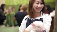 Babi mikro tidak menjadi lebih besar dari anjing corgi, bahkan setelah dewasa. Berbeda dengan stereotip lainnya, mereka sangat bersih dan tidak berbau.