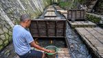 Kreatif! Warga Bandung Manfaatkan Sungai untuk Budi Daya Ikan
