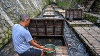 Warga memanfaatkan aliran Sungai Citepus untuk digunakan lokasi budi daya ikan nila, emas, patin dan lele yang biasa dipanen selama enam bulan sekali.  