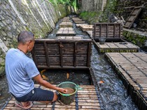 Kreatif! Warga Bandung Manfaatkan Sungai untuk Budi Daya Ikan