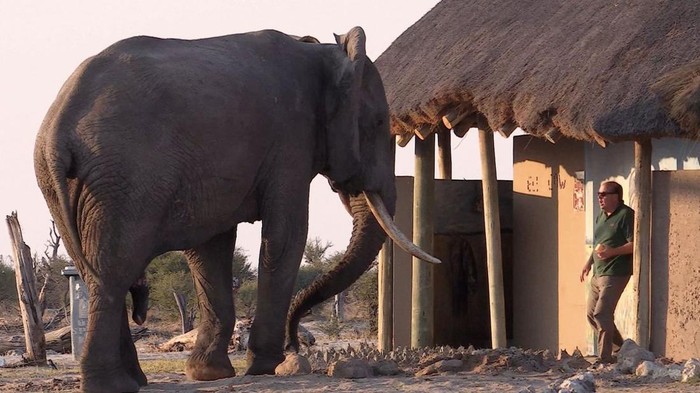 Wisatawan dikagetkan gajah di depan toilet.