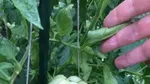 10 Makanan Ini Bentuknya Tak Masuk Akal dan Bikin Heboh